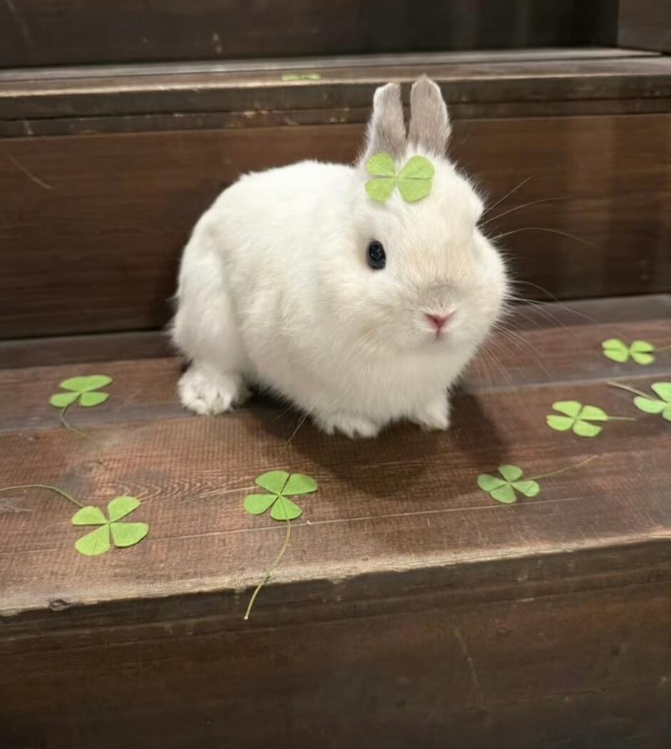小兔叽🐰🍓🍬🍧🥝🍑兔子的世界下起了胡萝卜雨.