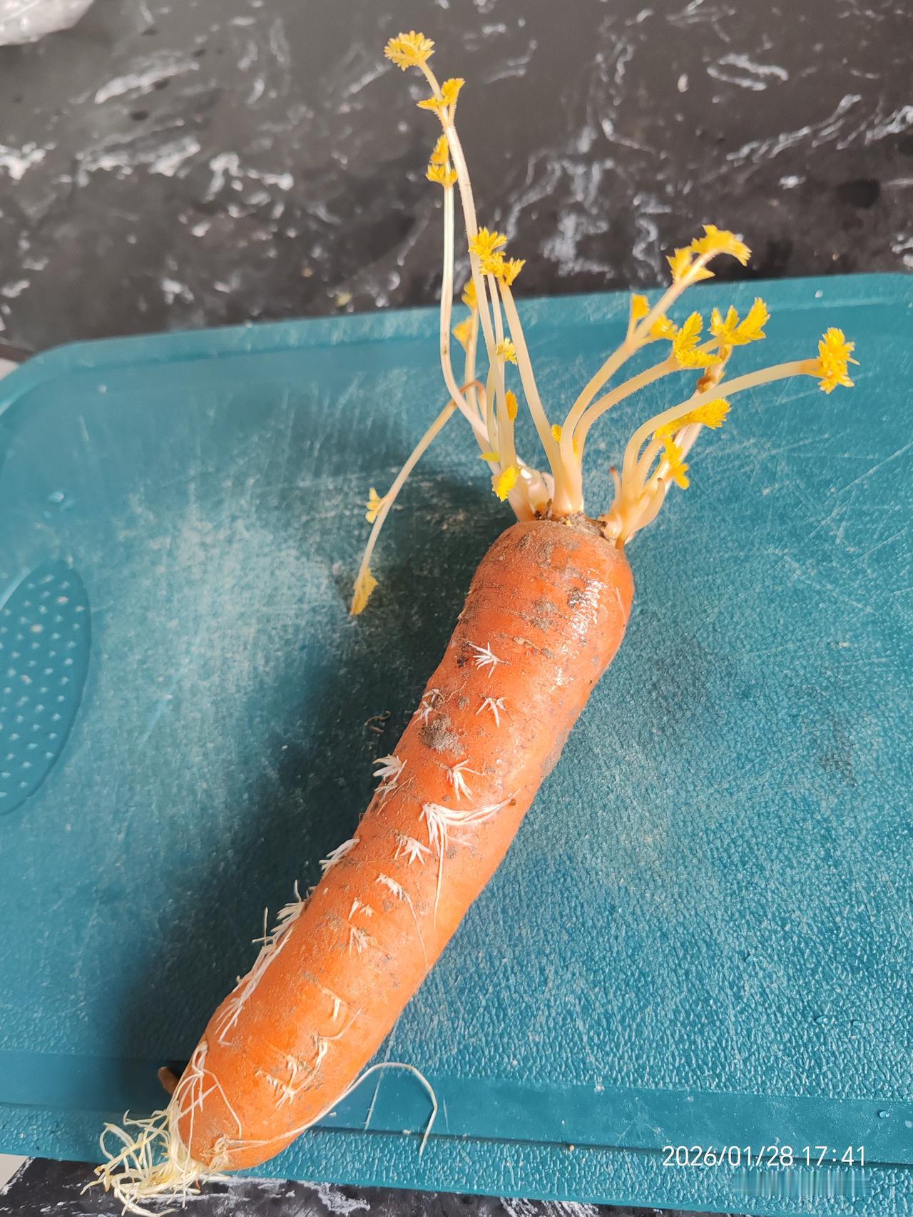 前几天买回来的带泥红萝卜放冰箱忘记吃了，长出了黄嫩嫩的长芽，还有白须。真是可惜