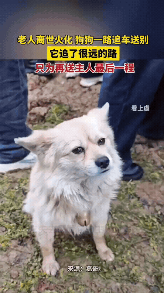 四川，一老人离世火化，狗狗狂奔追车，只为送主人最后一程，它一直追了好远，不肯放弃