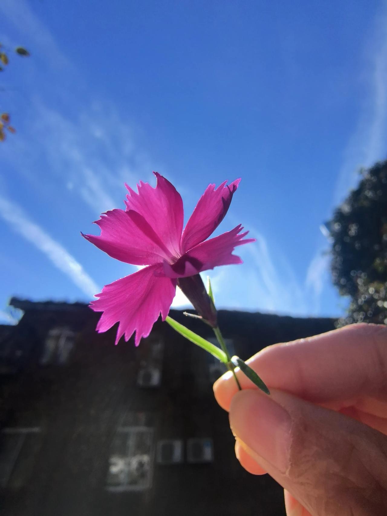 晒图笔记大赛一组不知名的桃花色系的花，阳光下格外好看，生机勃勃的状态是不是值得人