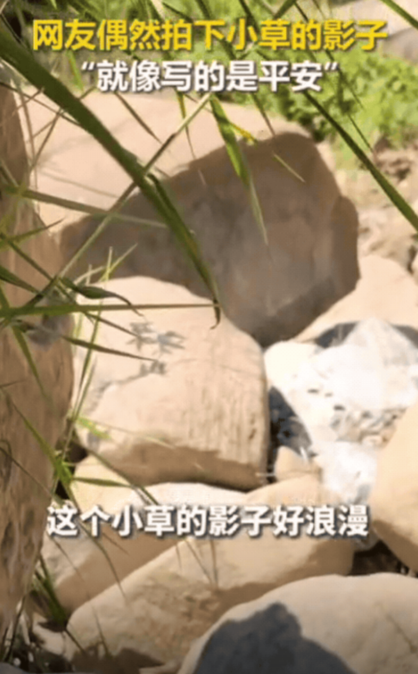 解释不清了！四川，女生出门钓鱼，发现旁边草丛下有个黑影，她起初以为是蛇，可凑近一