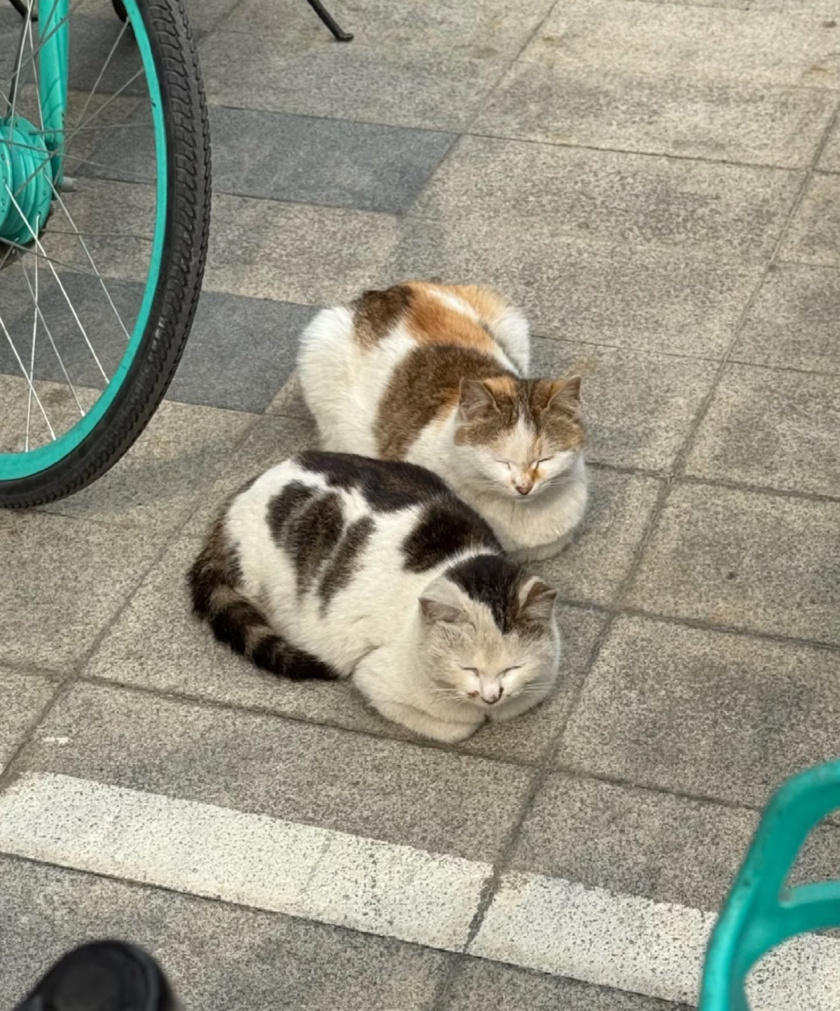 他们倆一定是好朋喵吧🤩​​​