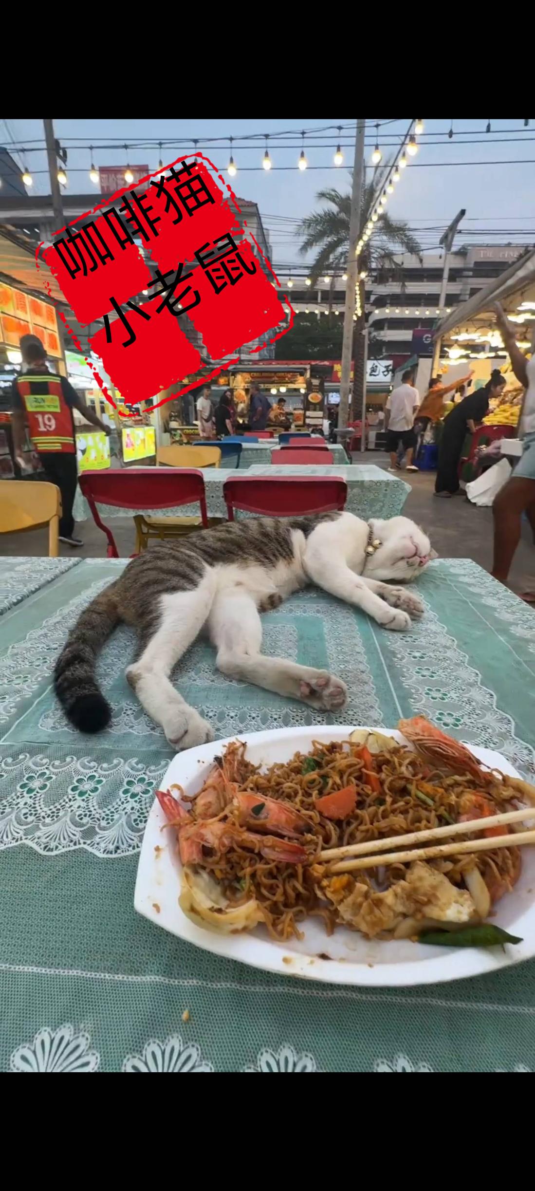 大家从周围的店铺当中能否猜到这是哪个国家的人民，竟然还能够让流浪猫上桌吃东西？