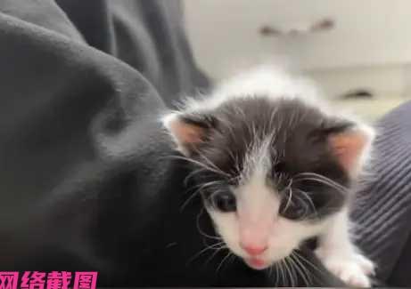 安徽某地方的十三岁男孩，和家人为过世太爷爷祭祀的当中，男孩拿出自己打印好的奶牛猫