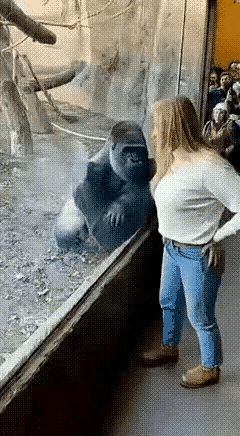 大猩猩看到美女也不能自持啊！转过身去给美女表演一个“孔雀开屏”，美则美矣，就是味