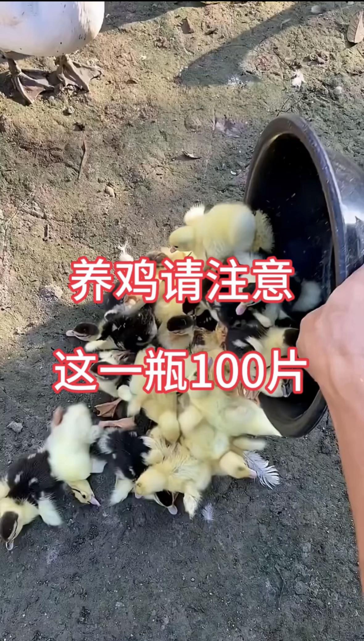 鸡鸭鹅养殖养鸡小妙招
