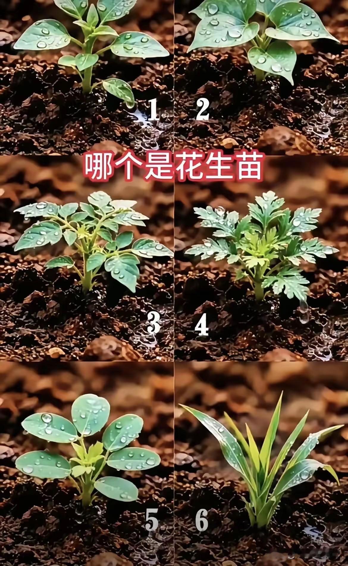请城里人回答