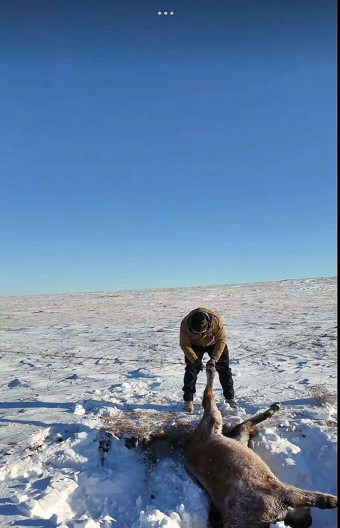 呼伦贝尔，一男子和朋友自驾游，忽然发现一匹马卧在路边雪堆里一动不动，本以为马是冻