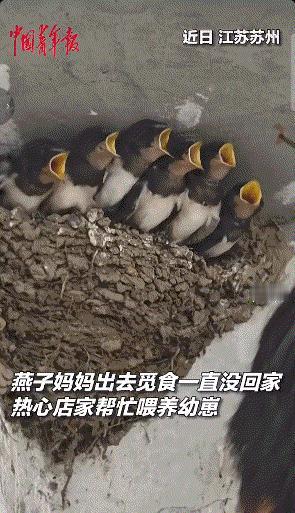 近日，江苏太仓，母燕消失数日未归，六只雏燕饿得气息奄奄。正当大家揪心时，店主接下