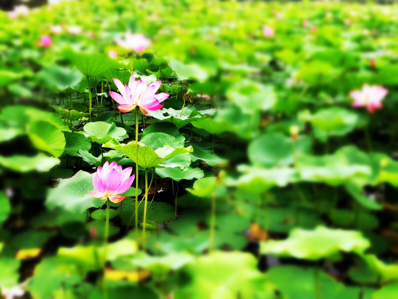 南阳大学生拍校园美景 感恩大学遇见你!