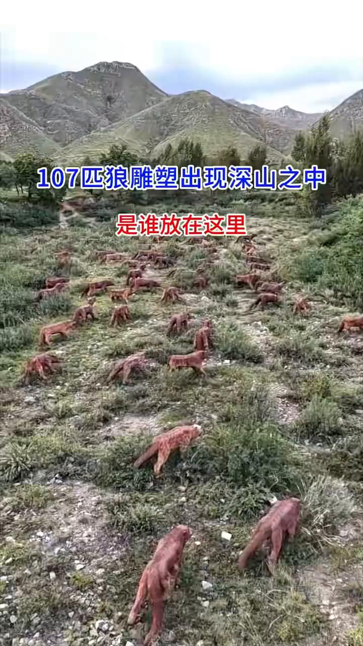 107匹狼雕塑出现深山之中，是谁放在这里？一群用铁做的狼雕塑出现在山沟里面，小