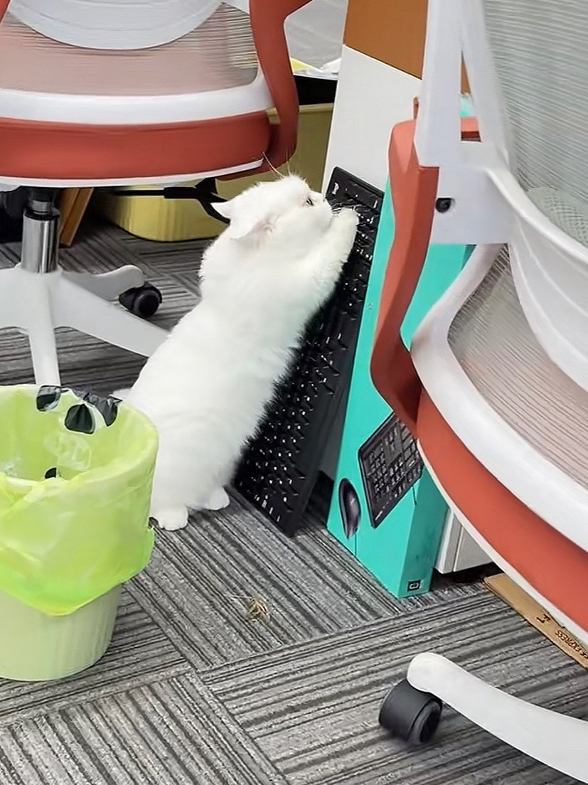 公司的小猫有自己的猫抓板[doge]职场那些事儿职场生存法则​​​