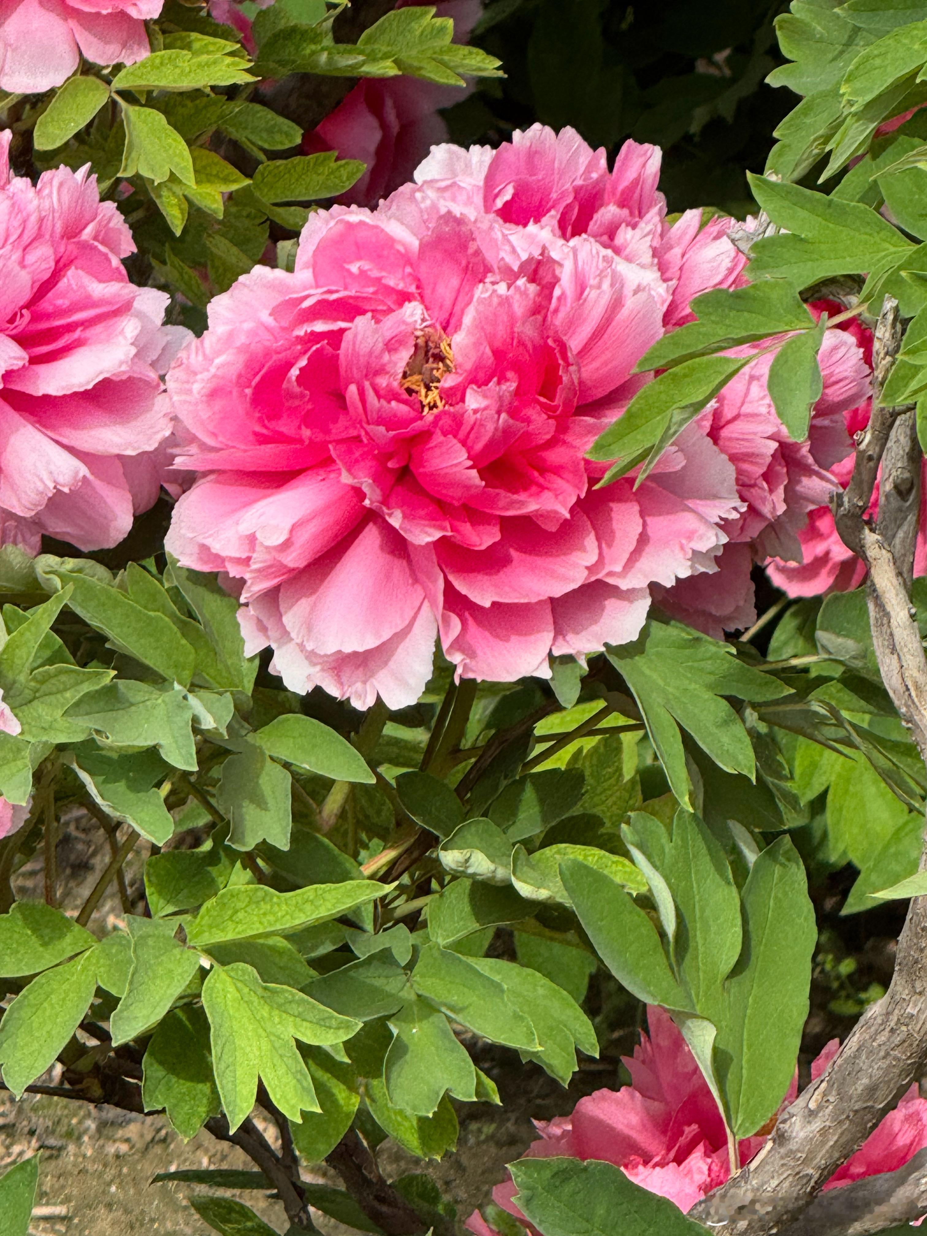 牡丹花开了濮阳