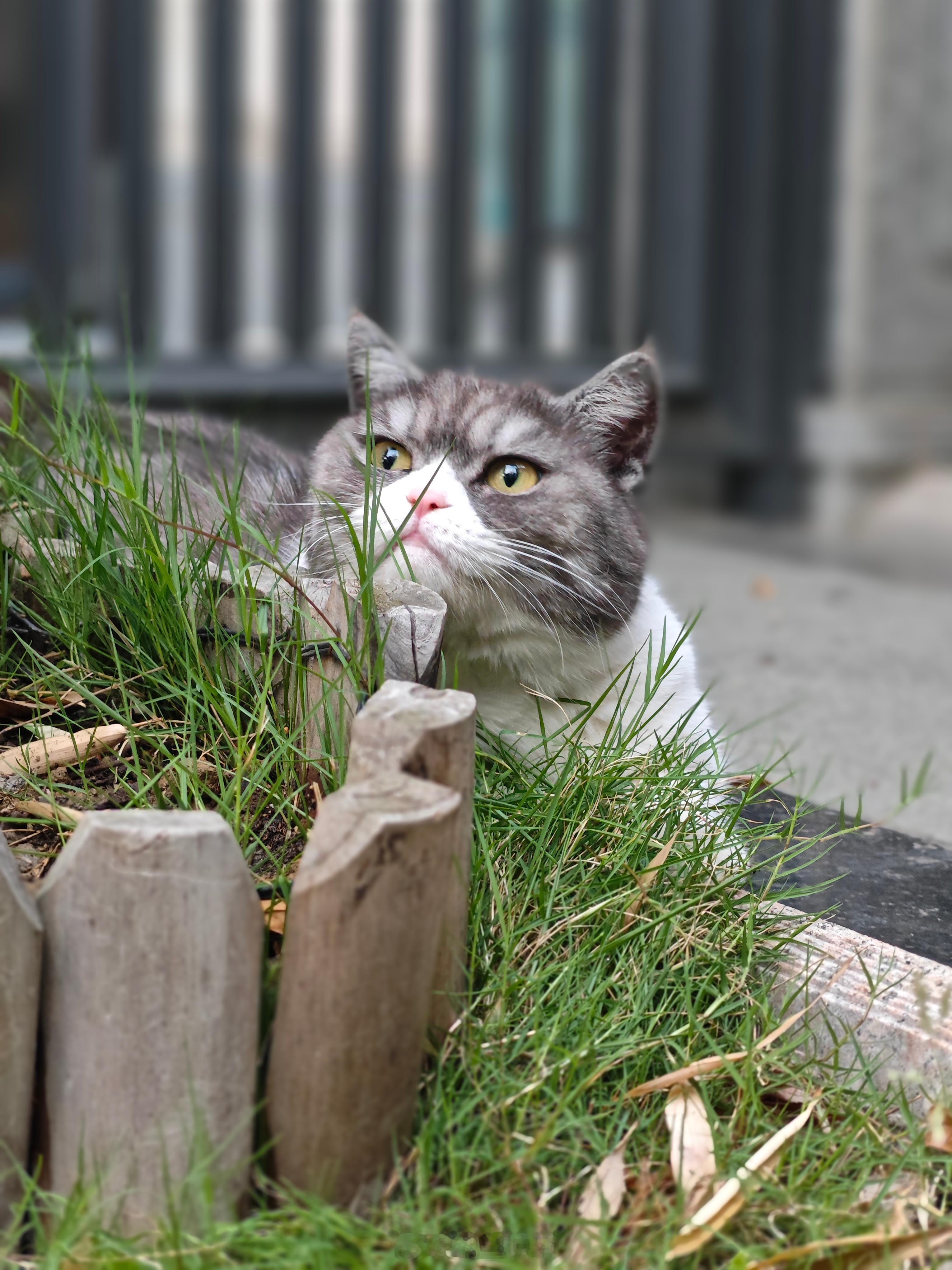 小区里猫猫狗狗真不少，还有一只小刺猬[笑着哭]萌宠日常​​​