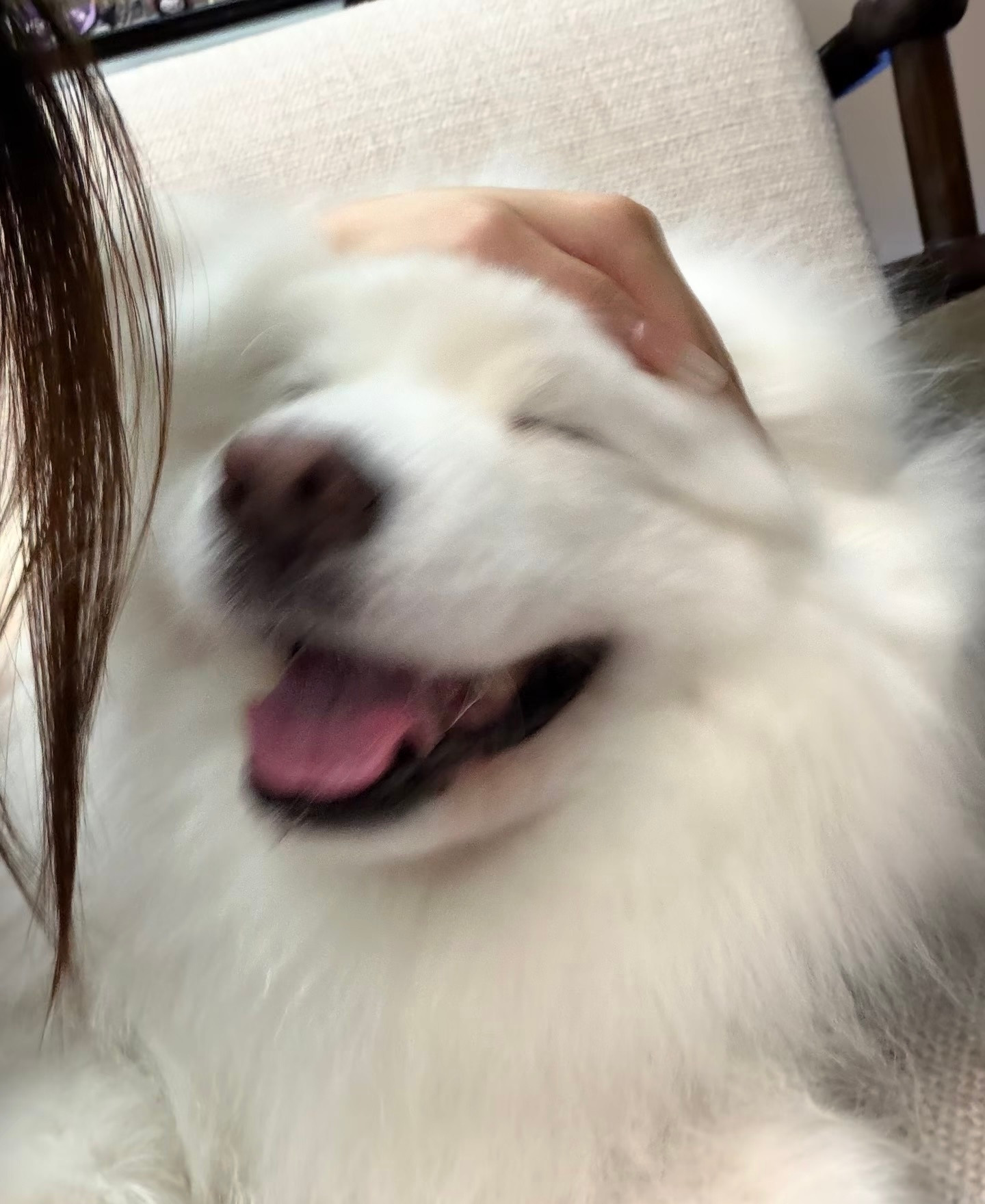 摸摸小狗头，万事不用愁