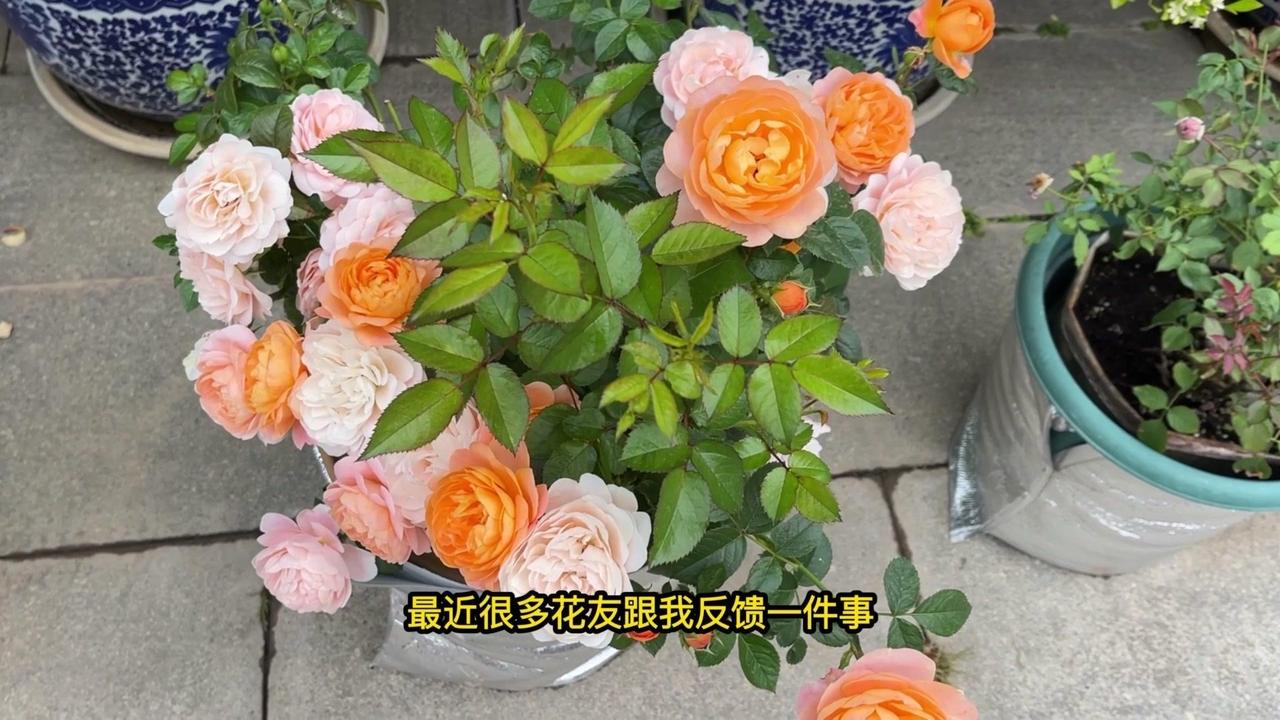 🍂最近很多花友反馈，他们养的月季花打不开，即使显色漏色已有十几天，但还是打不开