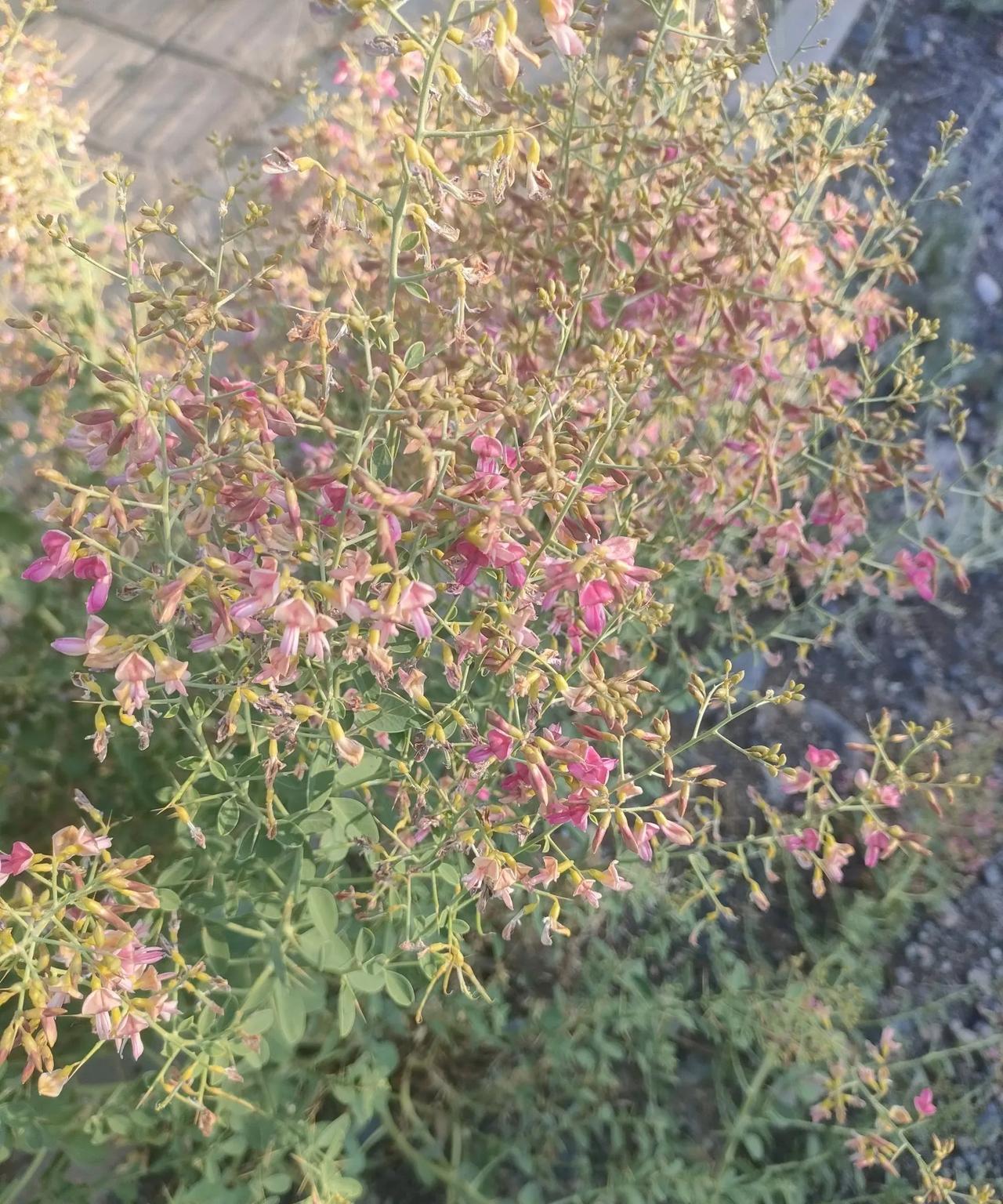 新疆人来说一下，这种草你们叫什么？在乌鲁木齐城北主干道旁边拍摄的，可能在戈壁滩经