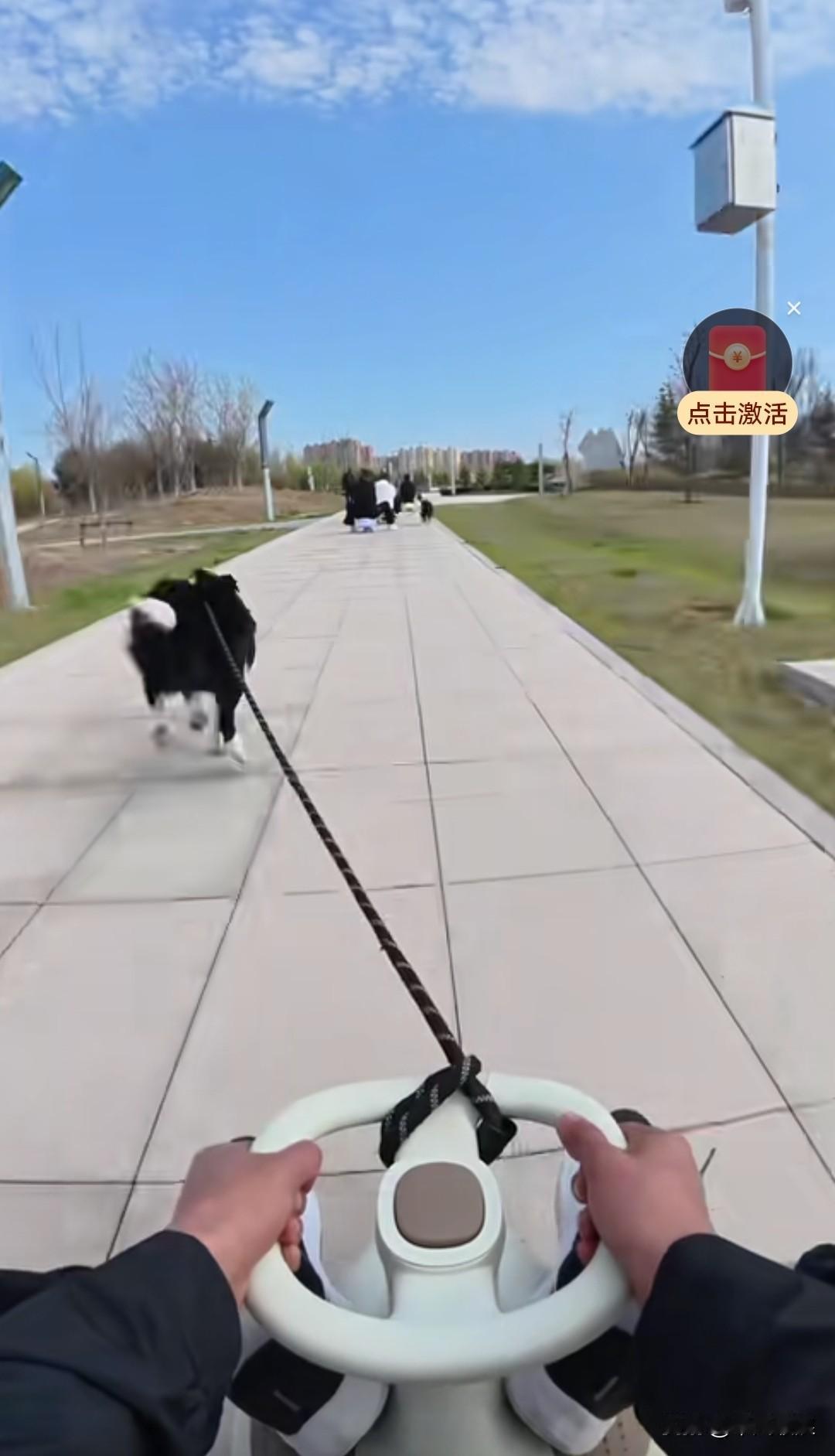 边牧们在扭扭板上开启汪汪队模式，主人坐在滑板车上，狗狗在前面拉进行滑板车比赛。看