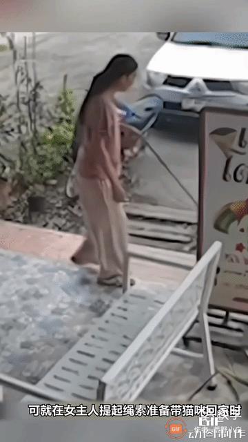 一女子牵着猫咪出去遛弯，不知怎的，这只猫咪忽然跳起来扑向女子。女子大惊失色，赶忙