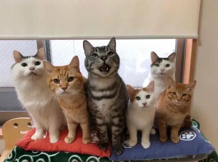 六只猫猫拍照，一个操碎了心[捂脸哭][捂脸哭][捂脸哭]