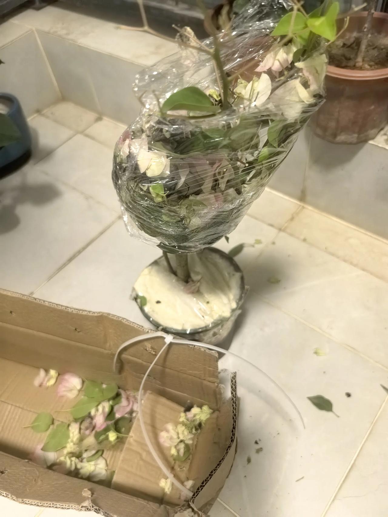 三角梅不同发货地的差异上周在某音两个直播间，分别买了三棵三角梅，一开始买了一