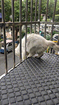 看得人心里揪得慌！猫咪趴在阳台防护栏边上，一门心思只顾盯着楼下的风景，对外边的世