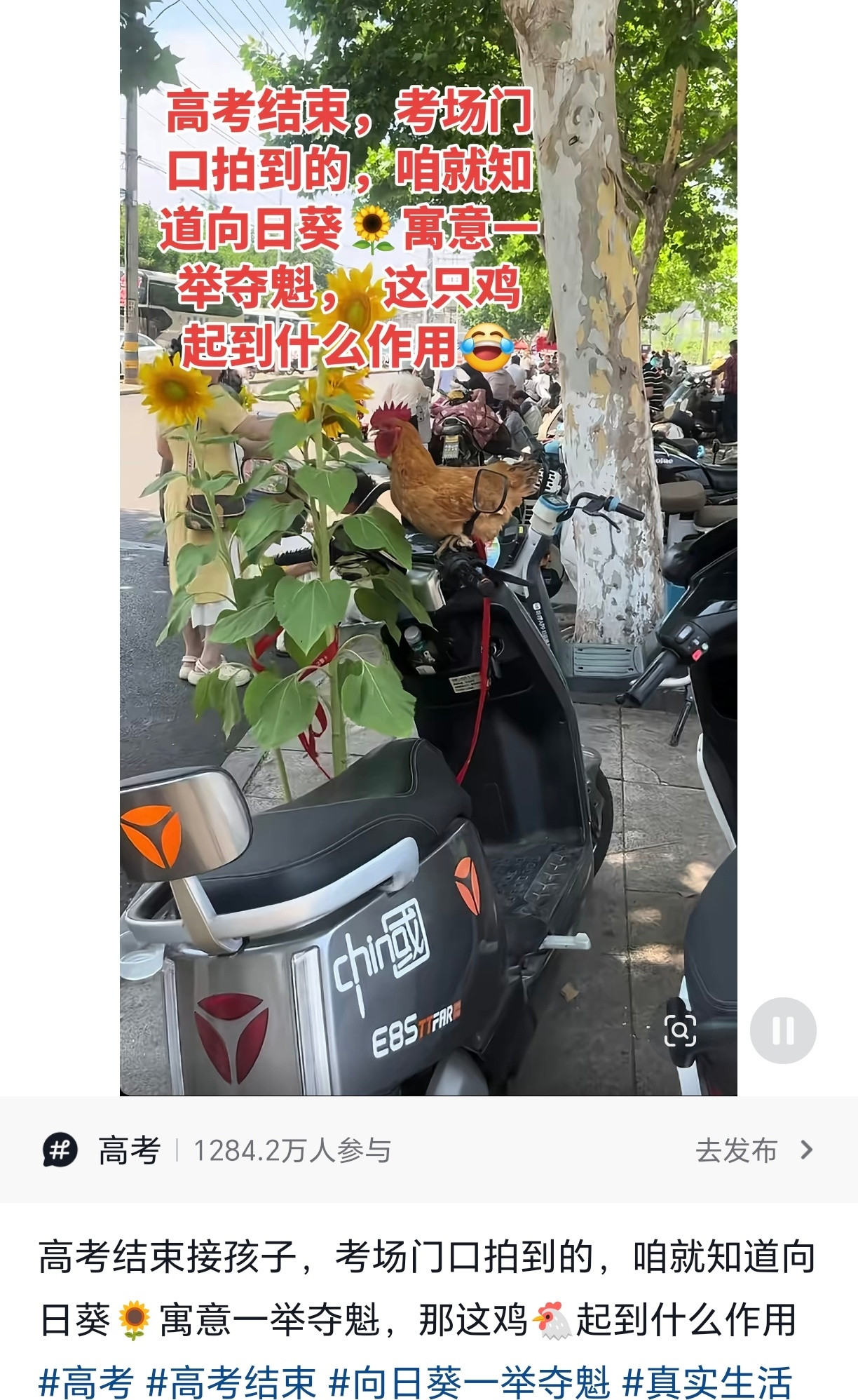 原来高考买向日葵的含义是一举夺魁，那么我建议也买葵花籽，那就成了夺魁之子。买公鸡