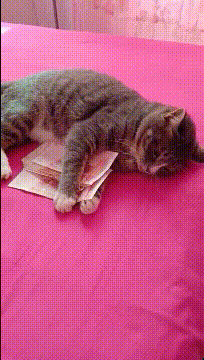猫：这是我这一年的工钱，再抢我可咬你了