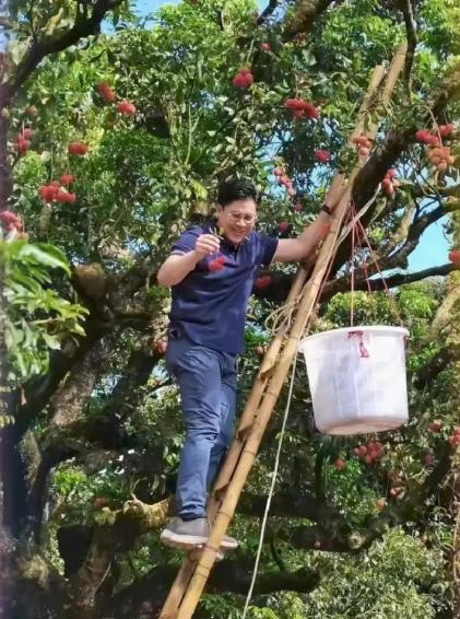 天呢！郭晶晶老公也爬梯子在摘荔枝！这让人不禁好奇，霍启刚先生是不是在