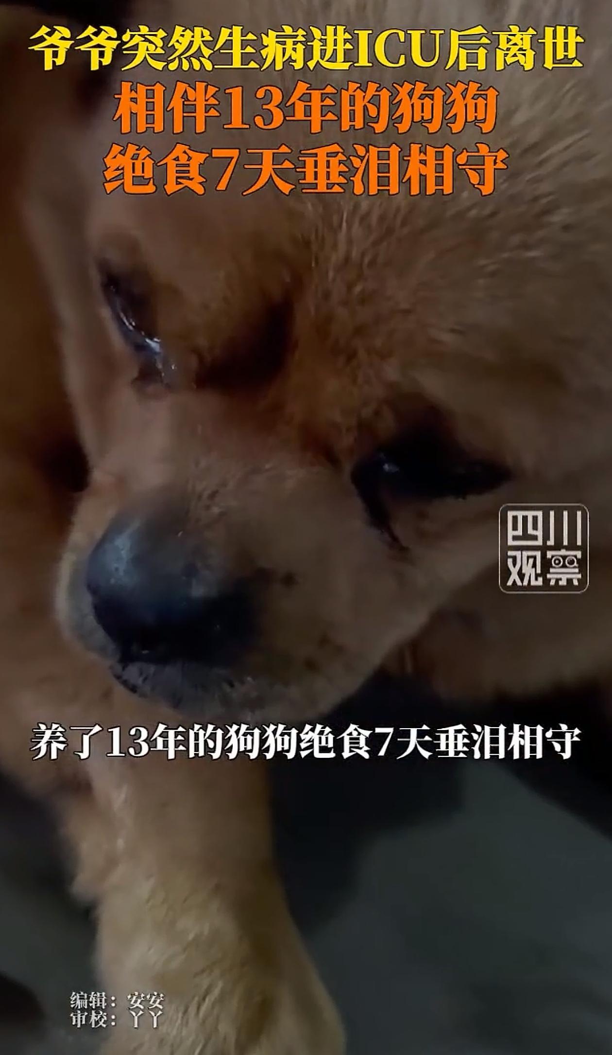 万物皆有灵！四川雅安，老人突然因病去世，陪伴13年的狗狗发现主人不在家，一连7天