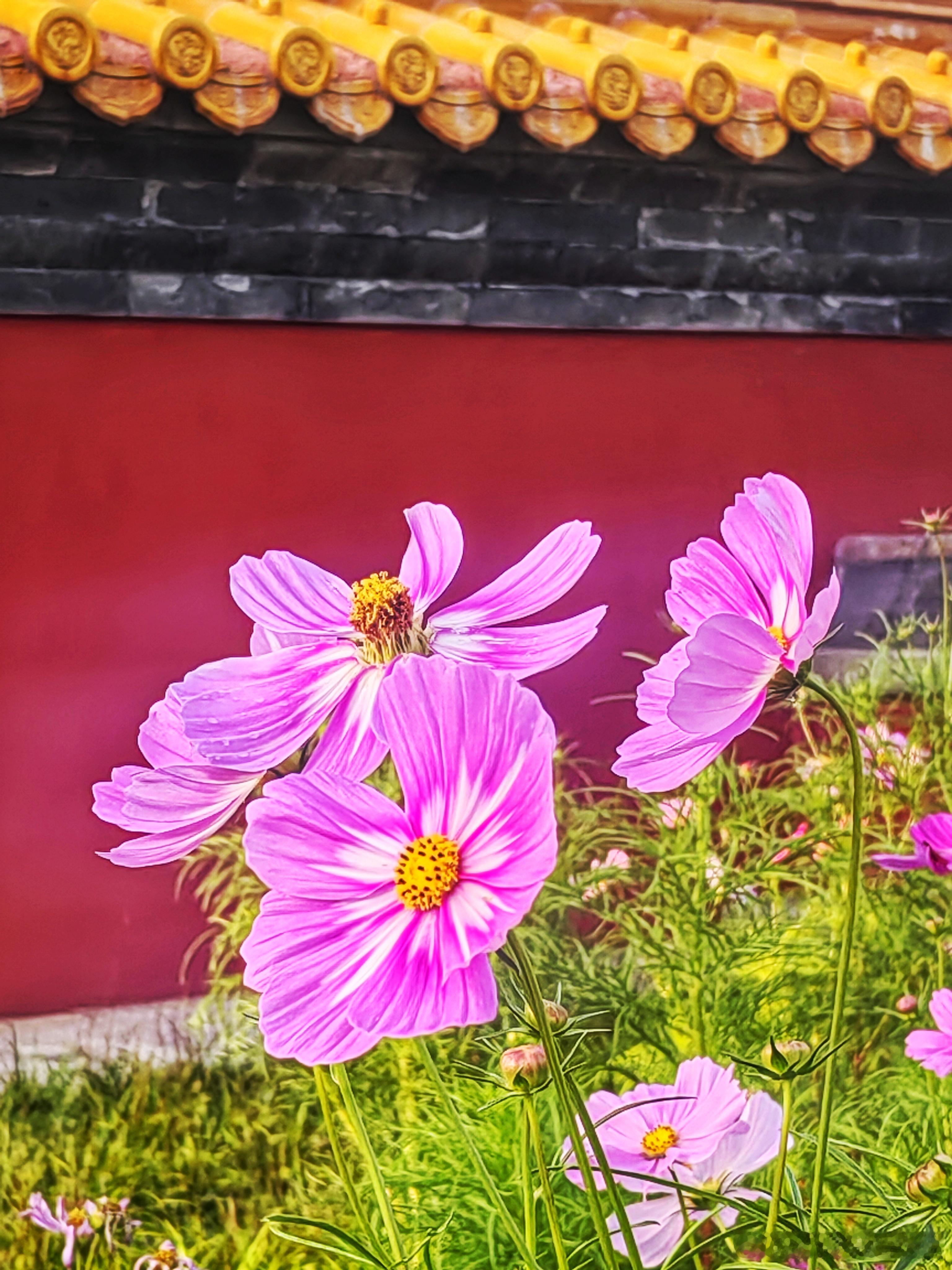北京景山公园格桑花儿开摄影​​​