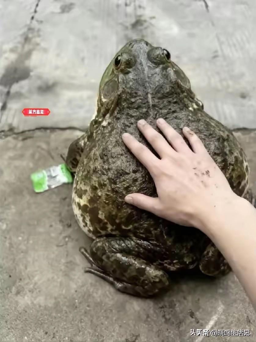 这么大的牛蛙还是第一次见