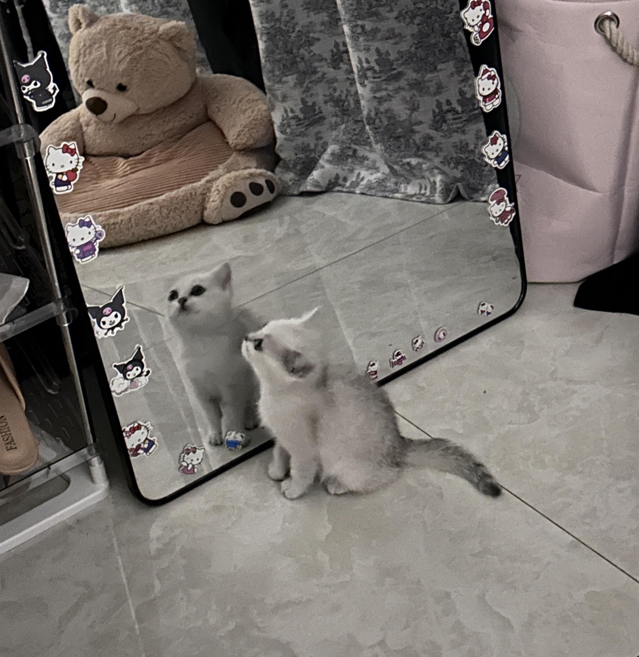 猫猫也知道它自己很可爱吧