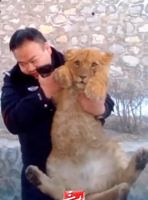 笑不活了！山西，一男子在高速开车时发现路上有一个小动物，开始还以为是小狗，结果凑