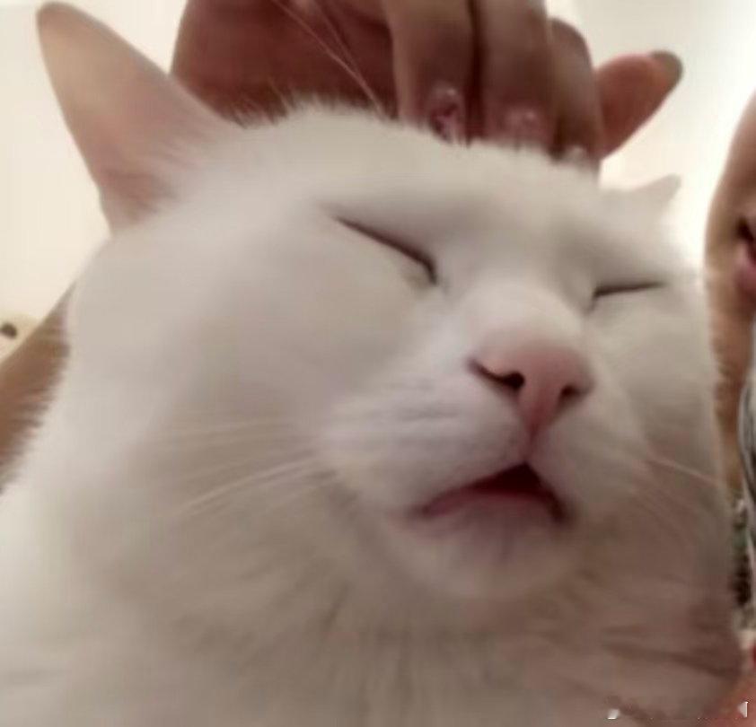 #法拉利是只猫#怎么说呢，我觉得法拉利是一只表情和表现力都很丰富的猫，适合当演员​