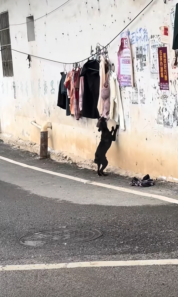 这一看就是很有想法的狗狗，不过看起来规模有点大啊