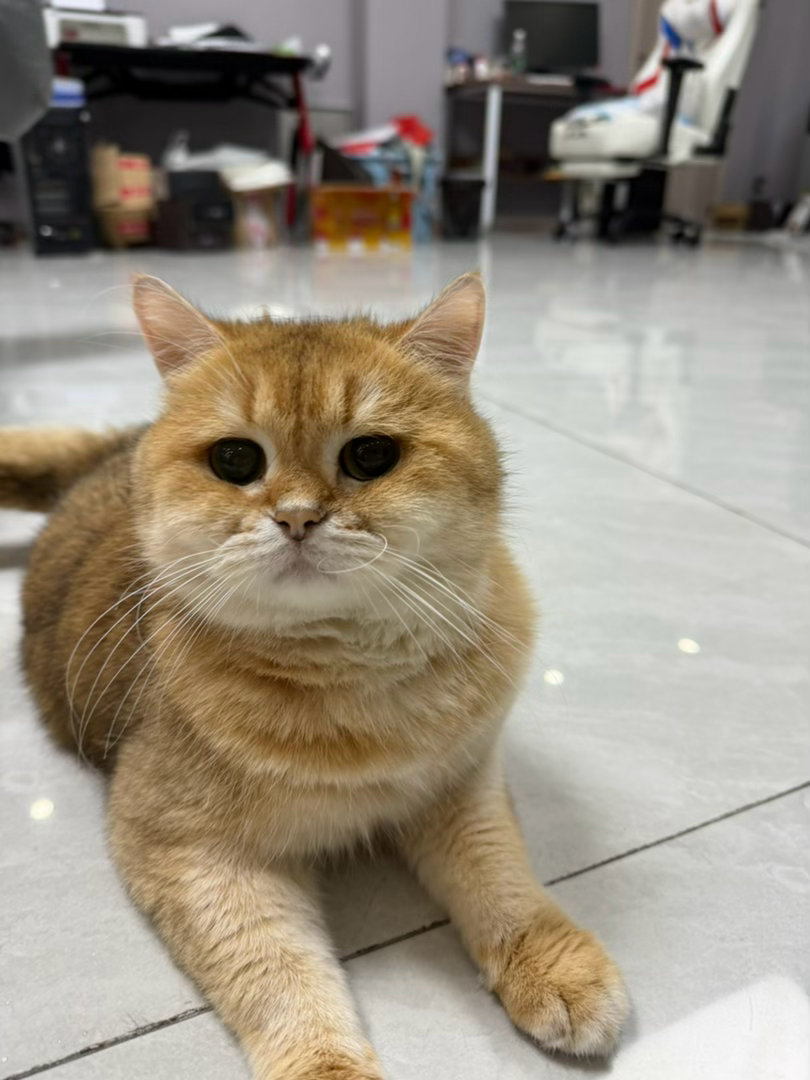 猫宁！某著名爱狗人士说的对，风评太好会被反噬的，还好豆豆一向不是好猫！