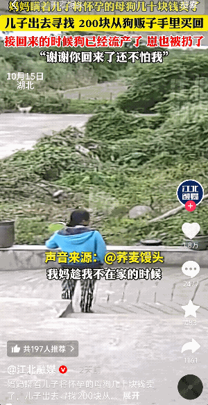 “泪目了！”近日，湖北，一妈妈瞒着儿子卖掉了家里怀孕快生的母狗。儿子知道后，花了