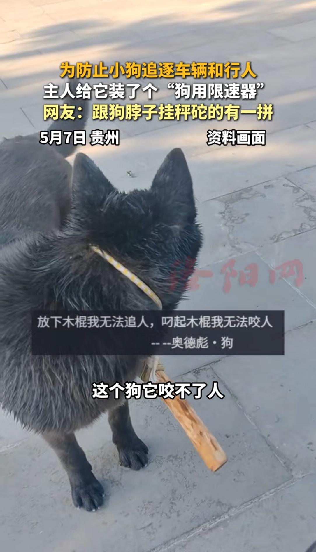 发明这个的人简直就是天才！再也不担心狗咬人了，网友晒出自家小狗胸前挂着一根木棍