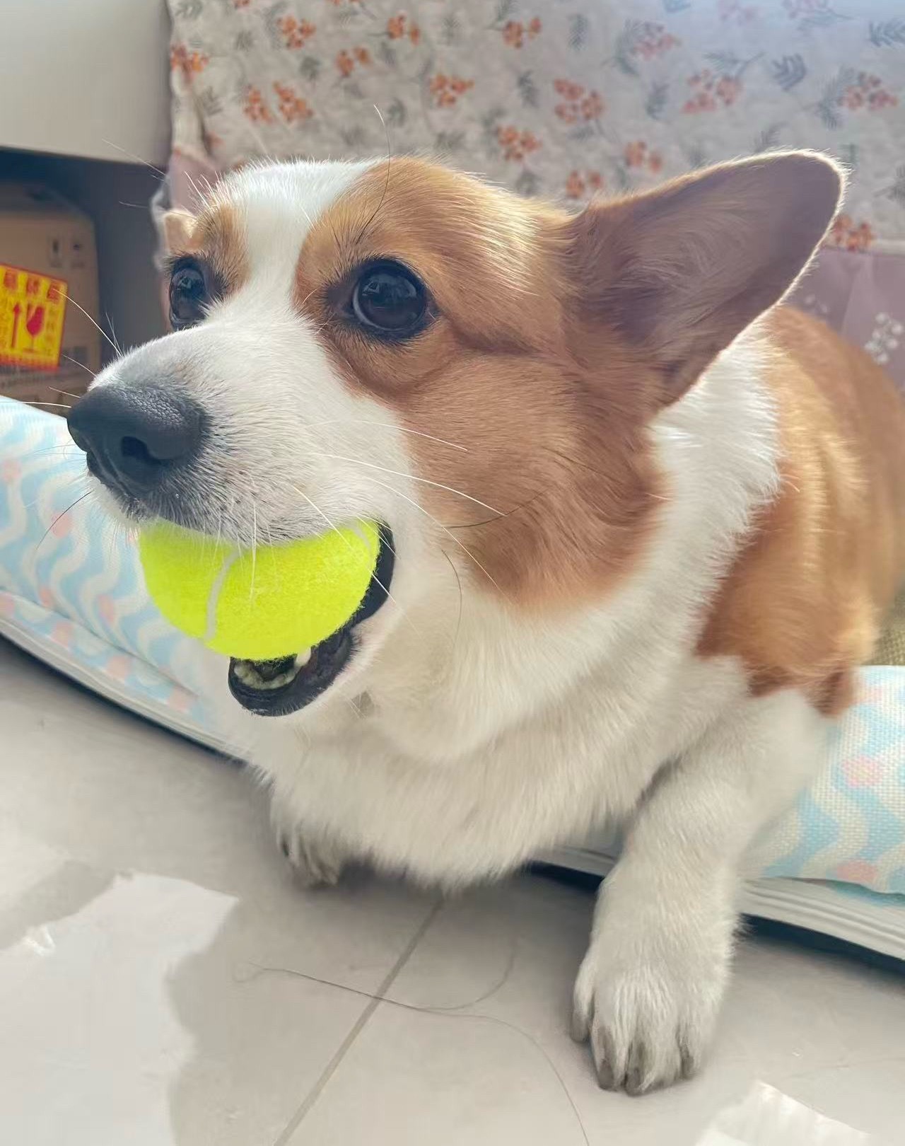 两个小胖狗狗🥹