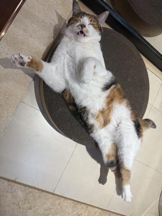 你这样显得猫抓板好像很小😅