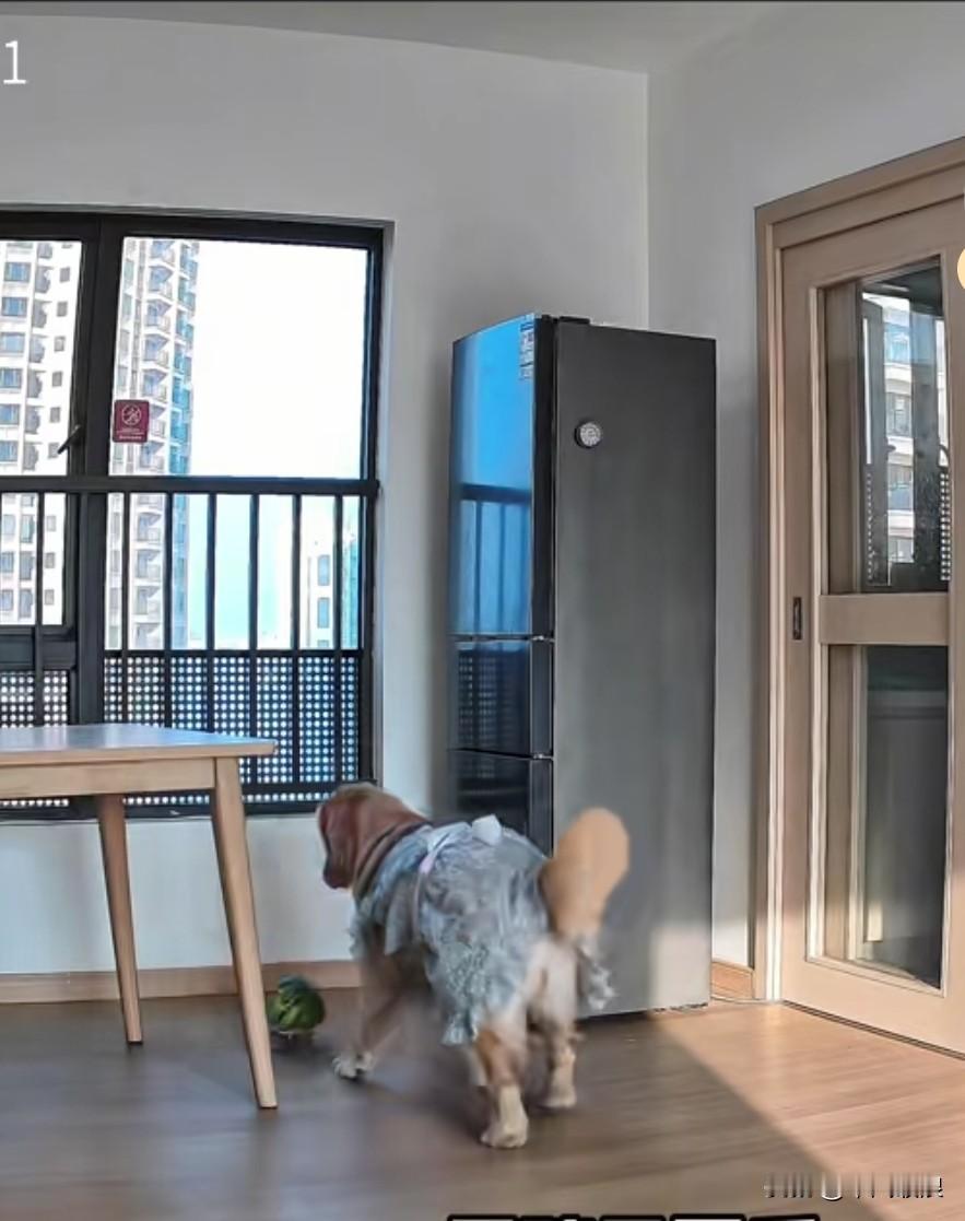 在家通过监控连接手机，我看到狗狗把放在桌子上的西瓜弄碎了。狗狗意识到自己犯了错，