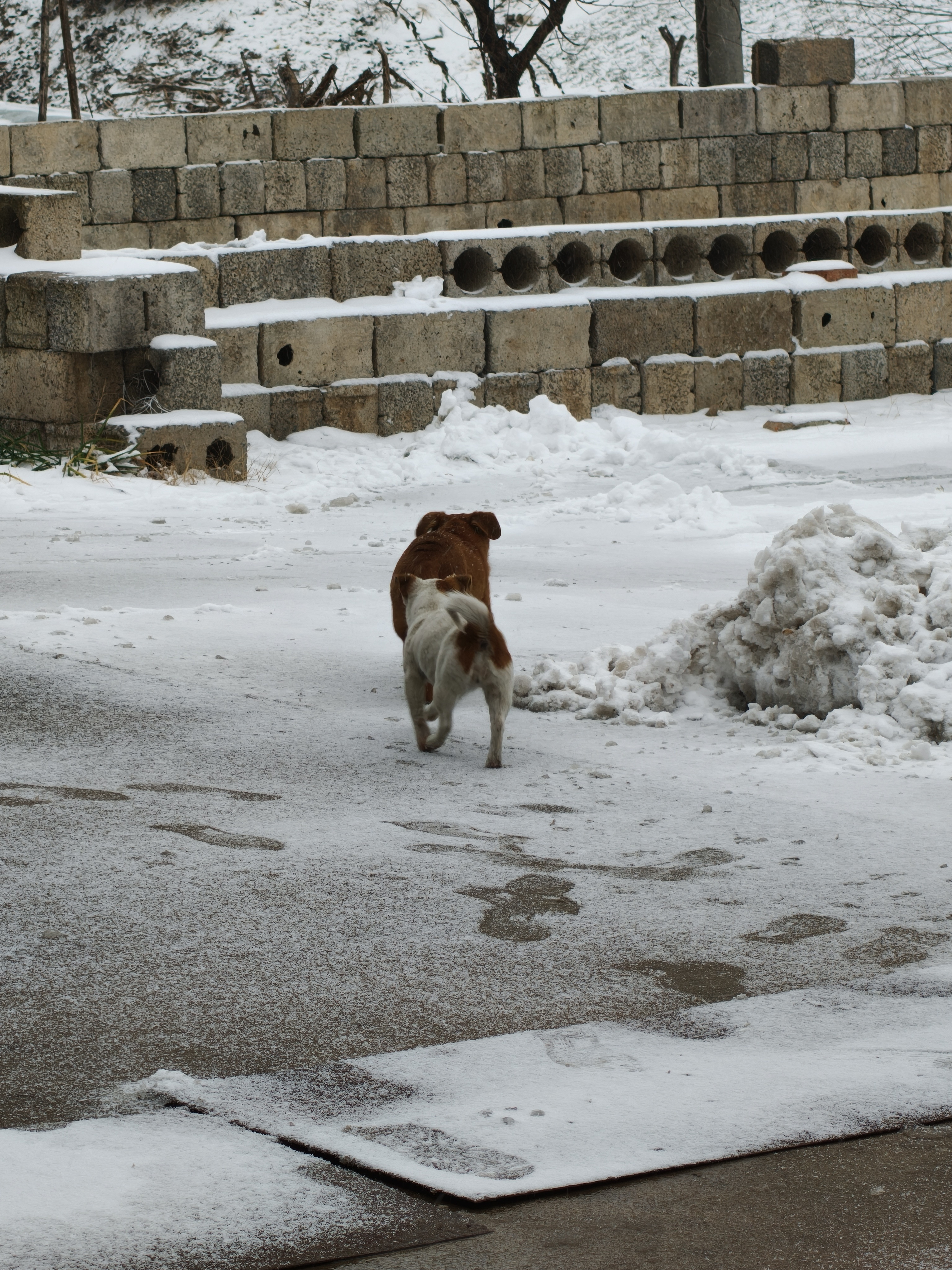 小狗狗会有什么烦心事呢
