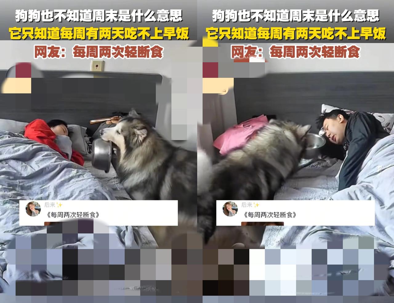 别拿“轻断食”当玩笑！黑龙江狗狗叼碗催饭，铲屎官的懒觉不该让毛孩子