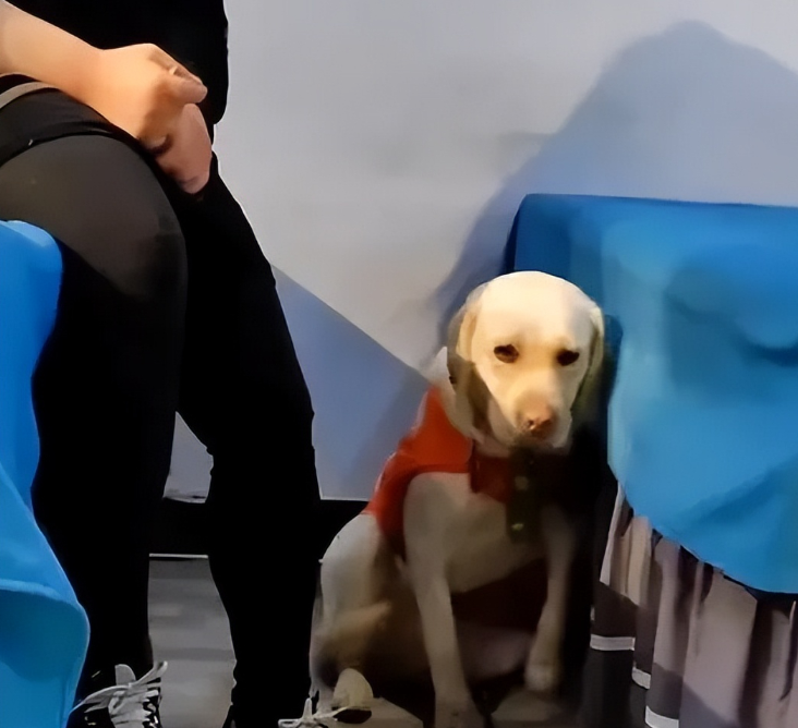 带导盲犬爬泰山后续，王女士已失业，不得已从北京回了老家吉林！导盲犬芬迪与主人