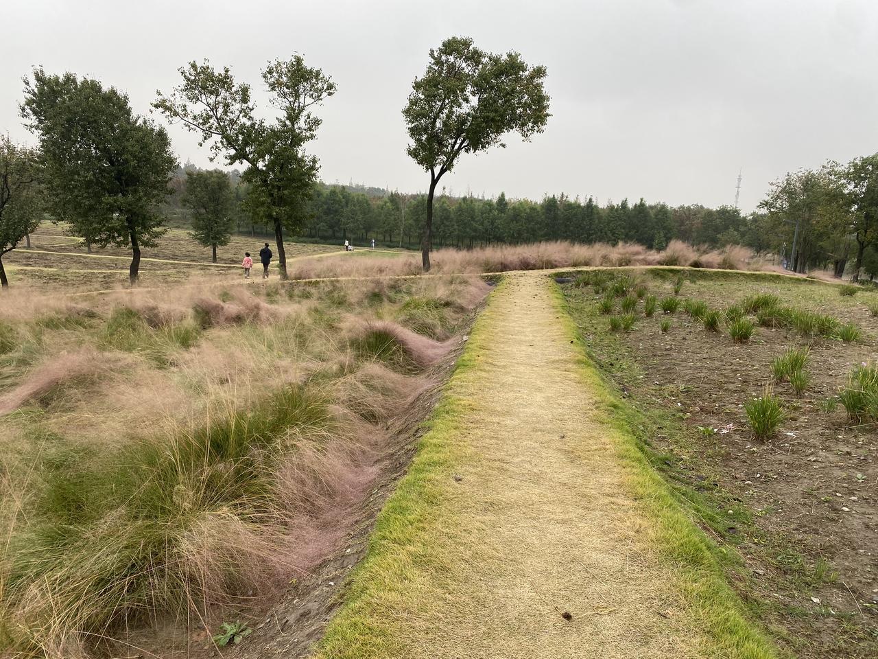 这是前几天我们去森林公园玩拍下的照片，当看到满山的田野和粉黛花的时候，真的被眼前
