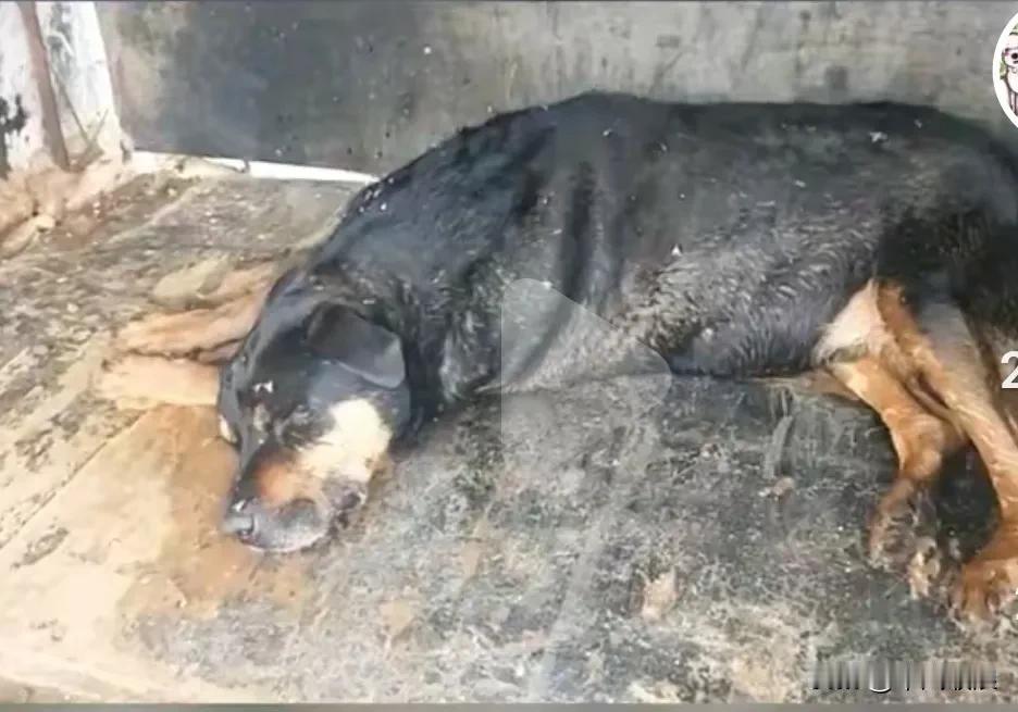 主人搬新家了，那只跟随主人11年的罗威纳犬却被留在了老房子。忠诚的它就在那里守候