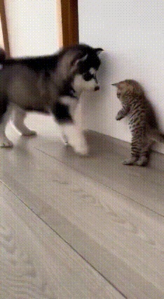 笑不活了！小二哈作死挑衅，惨遭猫妈硬核教育！趁猫妈出门觅食，胆大包天的小二