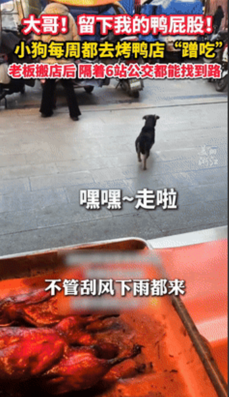 “泪目了！”小狗每天去烤鸭店蹭鸭屁股吃，老板搬新店后2年没见！可就在3天前，小