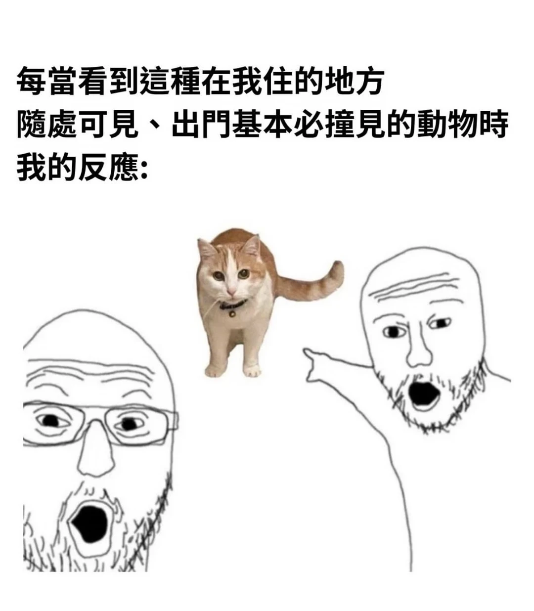 关于小猫的梗图🦴